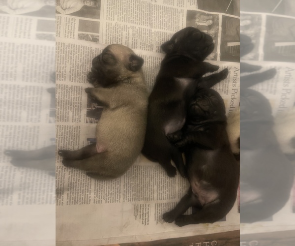 Medium Photo #1  Breeder Profile in BOYNTON BEACH, FL, USA