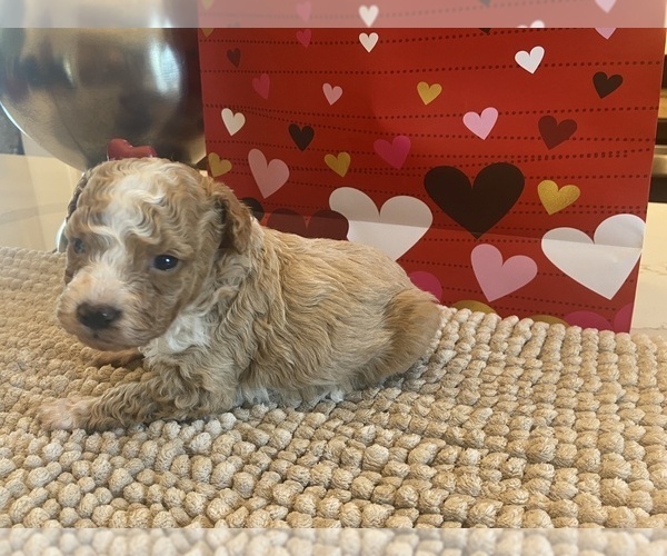 Medium Photo #6  Breeder Profile in ALBEMARLE, NC, USA