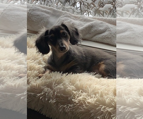 Medium Photo #7  Breeder Profile in COLORADO SPRINGS, CO, USA