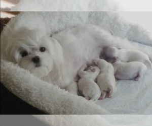 Maltese Dog Breeder near DELTONA, FL, USA