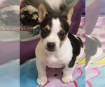 Small #1 Breeder Profile image