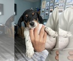Small #3 Breeder Profile image