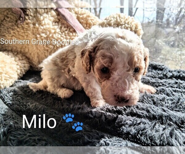 Medium Photo #122  Breeder Profile in GASTONIA, NC, USA