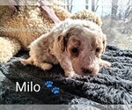 Small #121 Breeder Profile image