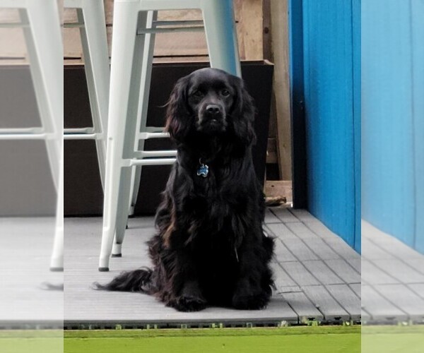 Medium Photo #14  Breeder Profile in Aylmer, Ontario, Canada