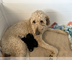 Small #2 Breeder Profile image