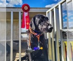 Small #12 Breeder Profile image