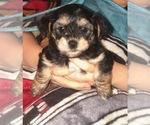 Small #38 Breeder Profile image