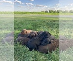 Small #1 Breeder Profile image