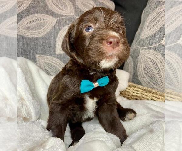 Medium Photo #1  Breeder Profile in ANTELOPE, CA, USA