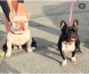 French Bulldog Dog Breeder near SAN ANTONIO, TX, USA