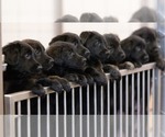 Small breeder photo
