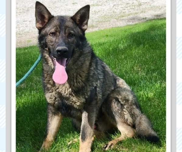Medium Photo #7  Breeder Profile in NEW BREMEN, OH, USA