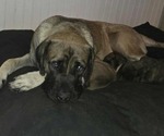 Small #2 Breeder Profile image