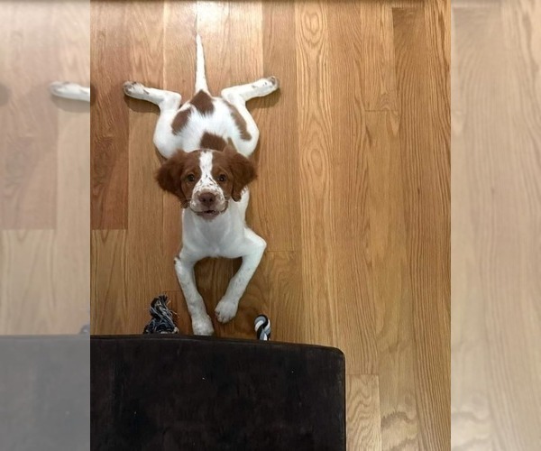 Medium Photo #96  Breeder Profile in HORTENSE, GA, USA