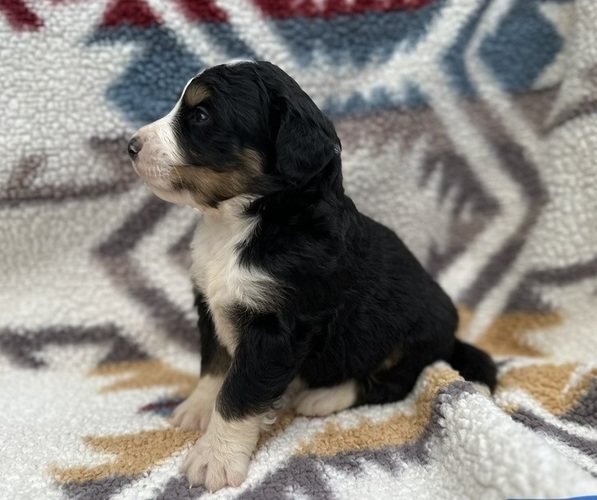 Medium Photo #3  Breeder Profile in BROWNFIELD, TX, USA