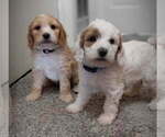 Small Photo #1  Breeder Profile in SAINT MARYS, KS, USA