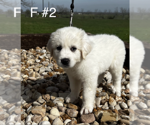 Medium Photo #3  Breeder Profile in LOCKHART, TX, USA
