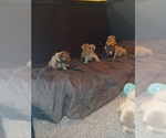 Small breeder photo