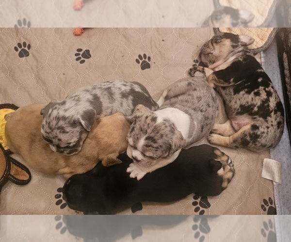 Medium Photo #42  Breeder Profile in CHINO HILLS, CA, USA