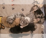 Small #41 Breeder Profile image