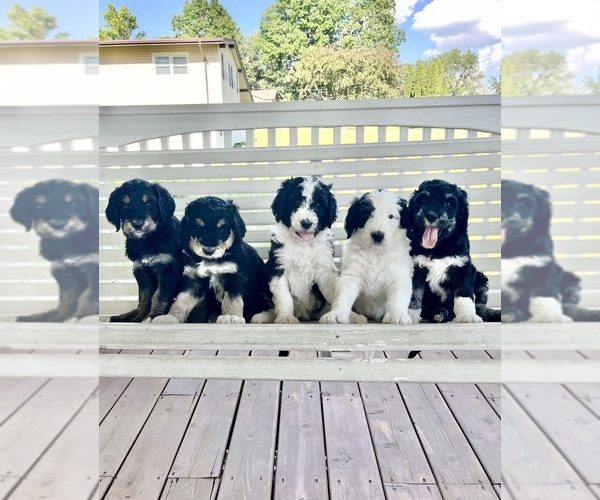 Medium Photo #1  Breeder Profile in ANKENY, IA, USA