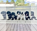 Small breeder photo