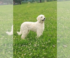 English Cream Golden Retriever-Poodle (Standard) Mix Dog Breeder in HOUSEVILLE,  USA