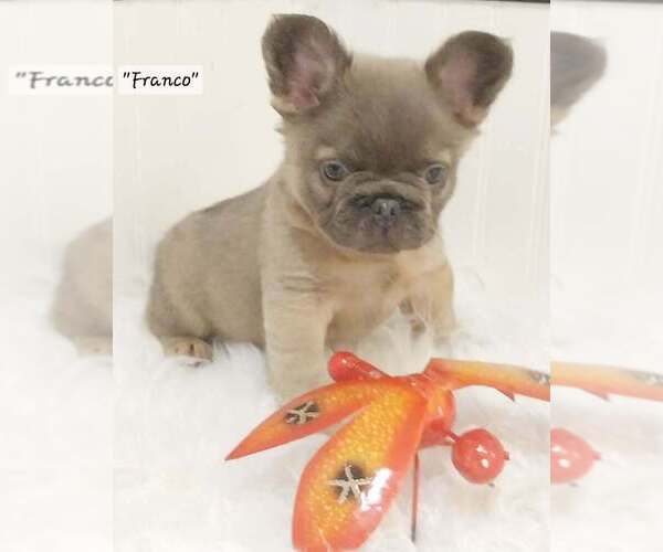 Medium Photo #33  Breeder Profile in COLONIAL BCH, VA, USA