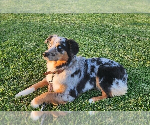 Medium Photo #2  Breeder Profile in CHERRY VALLEY, CA, USA