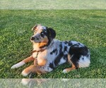 Small #1 Breeder Profile image