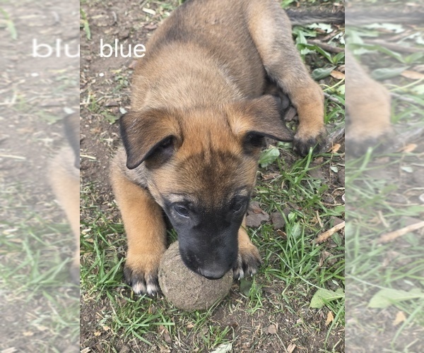 Medium Photo #17  Breeder Profile in OSHKOSH, WI, USA