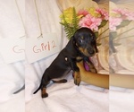 Small breeder photo
