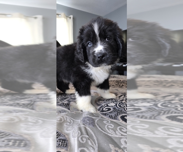 Medium Photo #53  Breeder Profile in TILTON, IL, USA