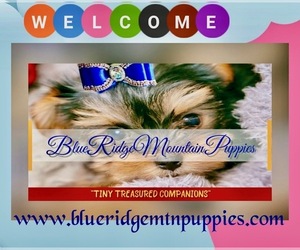 Morkie Dog Breeder near ASHEVILLE, NC, USA