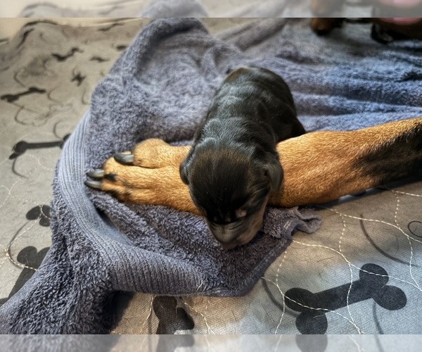 Medium Photo #3  Breeder Profile in CHEPACHET, RI, USA