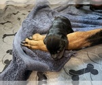 Small #2 Breeder Profile image