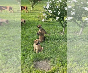 German Shepherd Dog-Rhodesian Ridgeback Mix Dog Breeder in FAIRVIEW HTS,  USA