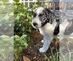 Small #6 Breeder Profile image