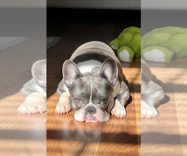 Medium Photo #1  Breeder Profile in SPRING HILL, FL, USA