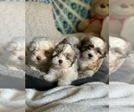 Small #1 Breeder Profile image
