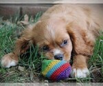 Small Photo #1  Breeder Profile in REINHOLDS, PA, USA
