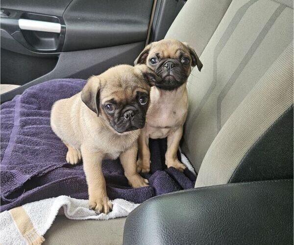 Medium Photo #2  Breeder Profile in CINCINNATI, OH, USA