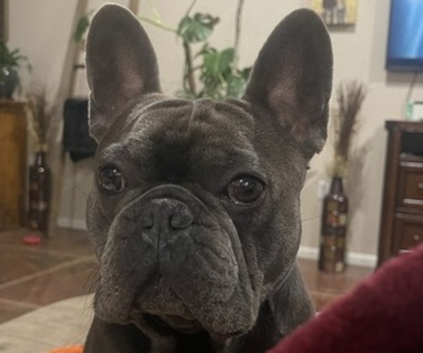 Medium Photo #1  Breeder Profile in MORONGO VALLEY, CA, USA