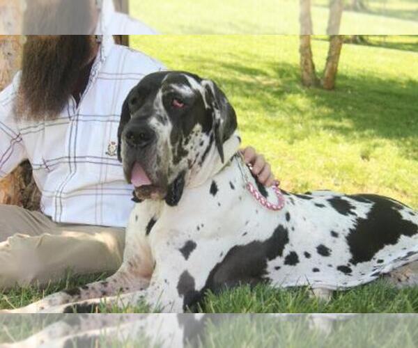 Medium Photo #1  Breeder Profile in COOKEVILLE, TN, USA