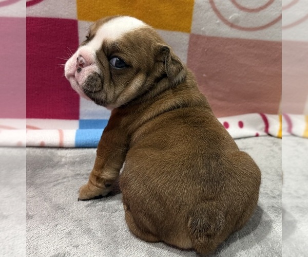 Medium Photo #9  Breeder Profile in EVEREST, KS, USA