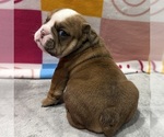 Small #8 Breeder Profile image
