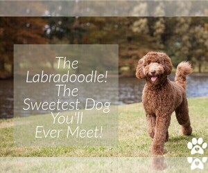 Labradoodle Dog Breeder near N PORT, FL, USA