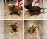 Small breeder photo