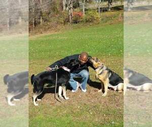 German Shepherd Dog Dog Breeder near WARREN, MA, USA